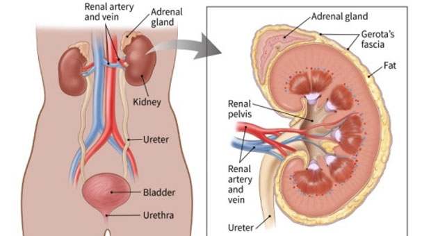 kidney